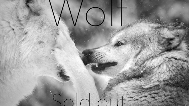 เปิดตัวครั้งแรกที่ Bilibili "I am sold out!"