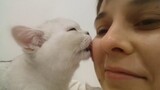 Kittens love and kiss me | doctor cats | furry friends