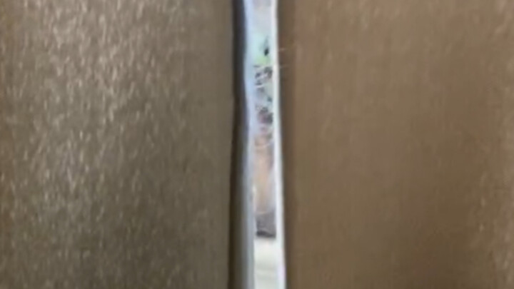 Kucing di rumahku lagi ngintipin aku, apa aku bakal dibunuh..?