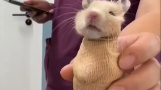 当小动物们接受CT扫描时......被五花大绑也太可爱了🤣