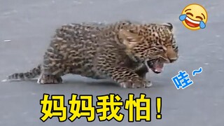 The cutest little leopard in history, sitting on the ground and crying loudly, making everyone laugh