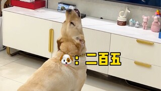 Dog: Who did I offend by watching TV?