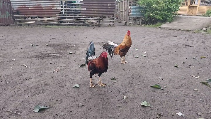 2 y/o sparring both 2 wins