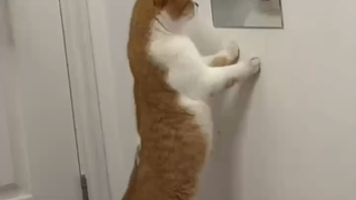 Lagi-lagi hari yang menyenangkan untuk menonton lelucon si kucing kecil.