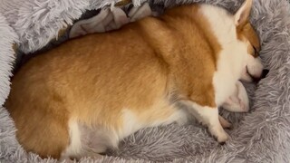 救命！看小狗睡觉也太治愈了吧