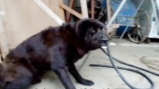 The dog did not come home at night, and the owner waited for him all morning with a stick. This scen