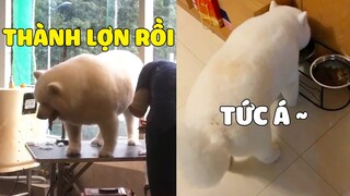 TIN LỜI THỢ CUT TÓC? - BOSS BIẾN THÀNH HEO TRONG Tíc Tắc 😂 Gâu Đần Official