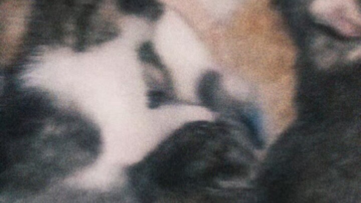 anak kucing