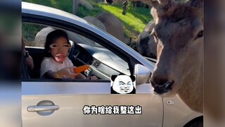 Little girl: Never come to the zoo again