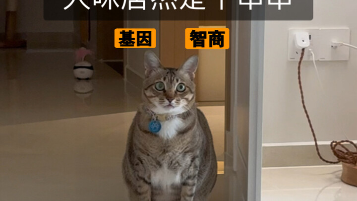 Tidak percaya, sudah bertahun-tahun aku memelihara, ternyata dia sebenarnya "keturunan campuran"???