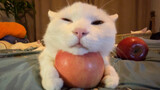 猫咪喜欢苹果垫脑～
