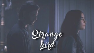 Alina & The Darkling - Strange Bird