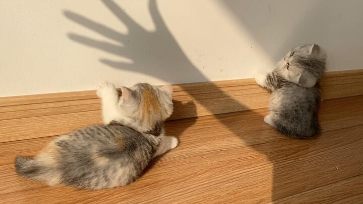 Kitten playing with its shadow