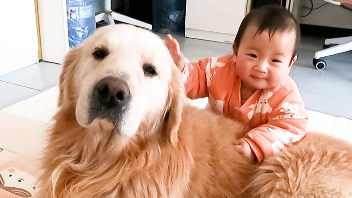 Golden Retrievers Really Are the Best Dogs for Raising Kids!