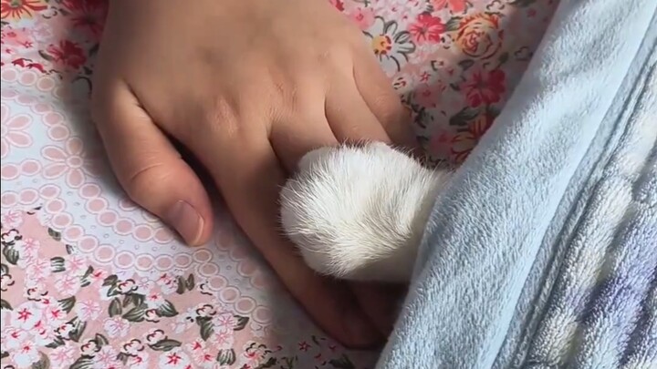 咪：猫爪在上原则，我不允许被打破