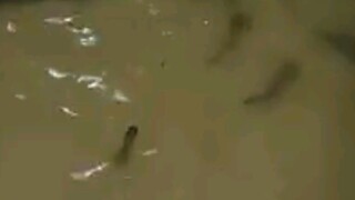 Tips pemanfaatan lahan rumah sekaligus beternak ikan yg bisa menghasilkan cuan. Selamat mencoba 👍