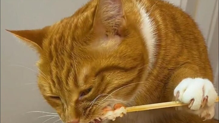 Kucing yang makan benda-benda ini tidak akan bertahan lebih dari 24 jam.