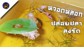 ทำหวอดหลอกก่อนปล่อยปลากัดลงรัดจะได้ผลหรือไม่สไตล์korattv