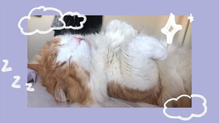 really wholesome cat video