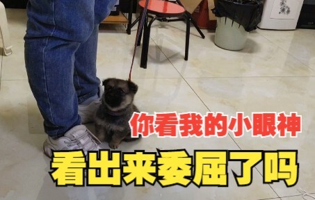 Anak anjing menolak tali pengikat dengan berbagai cara, tatapan sedihnya penuh dengan rasa terluka~