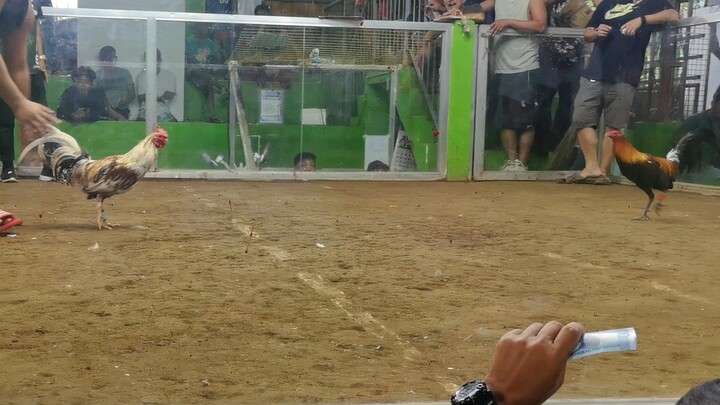 2nd fight (full brothe's)   Golden dome🐓CHAMP🐓🏆