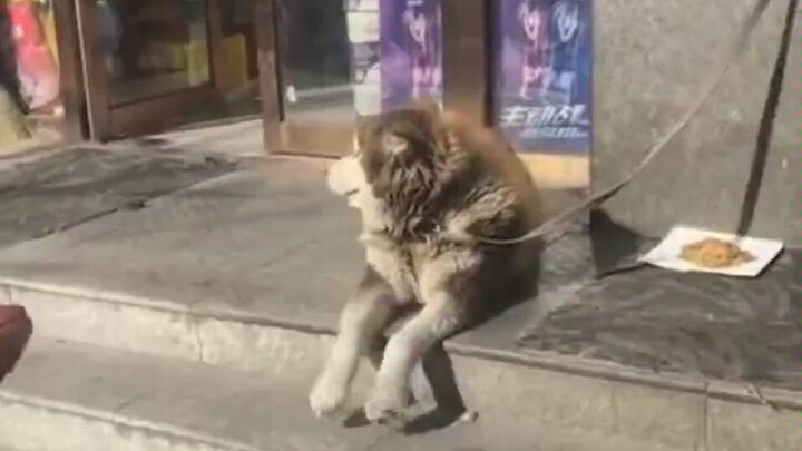 开 心 汪