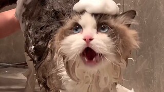 Bathing my cat makes my ears go deaf