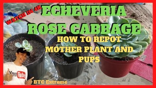 HOW TO REPOT ECHEVERIA ROSE CABBAGE  | Separate Pups for Propagation by Division