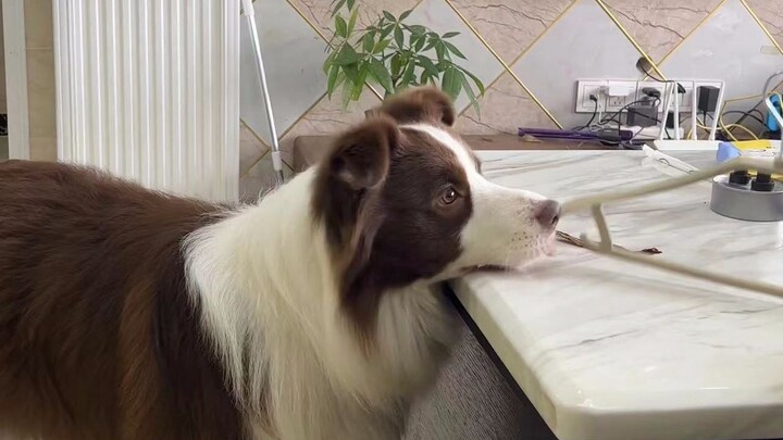 What does a Border Collie do when it wants to eat?