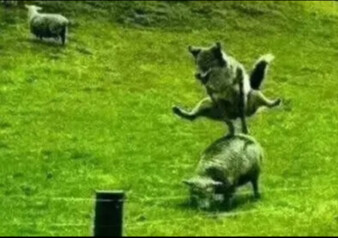 เสร็จแล้ว, บุญกุศลของวันนี้ก็หัวเราะหายไปอีกแล้ว • 103