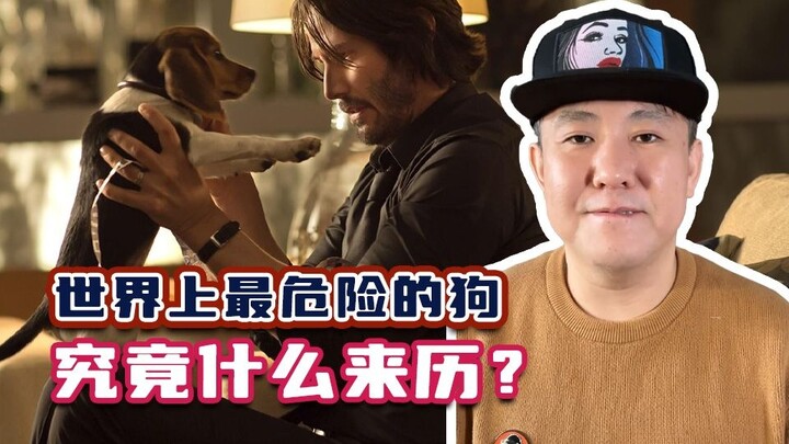 What on earth is the origin of the world’s most dangerous dog?