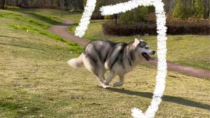 Tuliskan kata anjing untuk semua orang