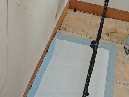 Satu jin kelinci, setengah jin bulunya memang seperti ini