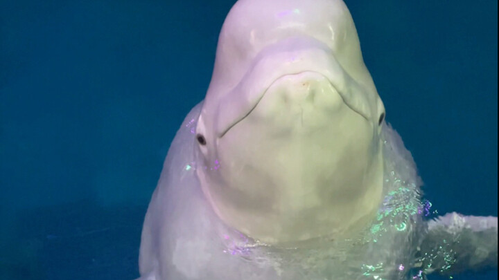 น้องดำกลับไม่เชื่อฉัน😂