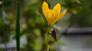 How to record blooming flower timelapse