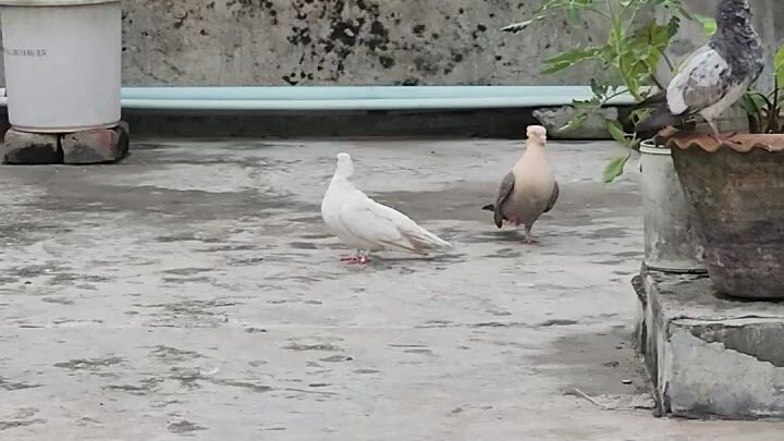 মহব্বত