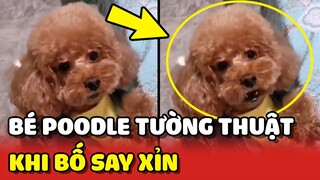 Chú Poodle THÔNG MINH tường thuật lại cảnh bố ĐI NHẬU về SAY XỈN 😂 | Yêu Lu