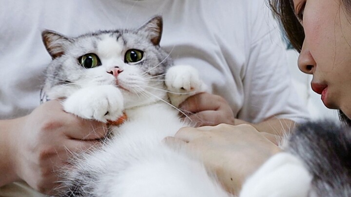揭秘猫咪冷知识！猫咪也有肚脐眼？小猫咪没有隐私啦！【花花与三猫】
