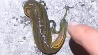 Transform, transform, transform chestnuts...