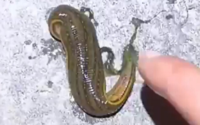 Transform, transform, transform chestnuts...