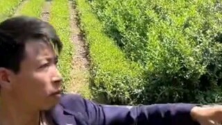 The fan-gaining maniac handsome farmer bird brother has a car accident, especially funny version