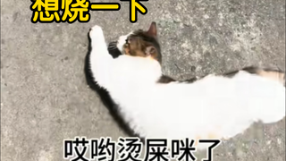 猫“想烧一下，结果这地比我还烧”