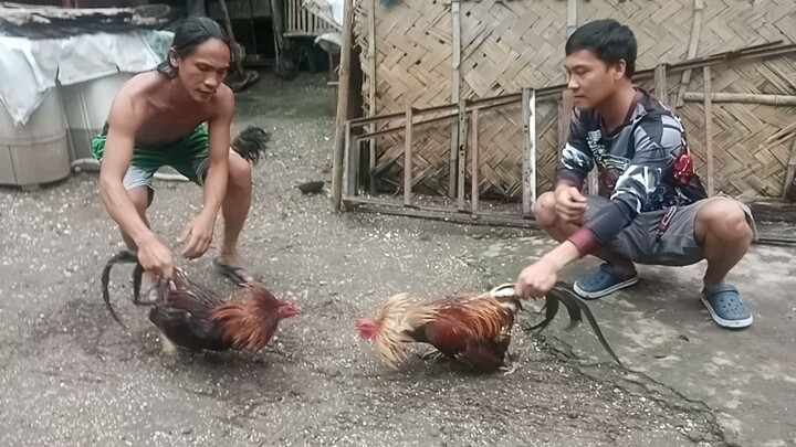 spar Ng pang laban