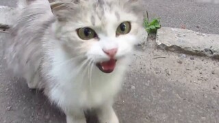 Sepasang induk dan anak kucing liar yang sangat tampan ditemukan di pinggir jalan.Induk kucing dan a
