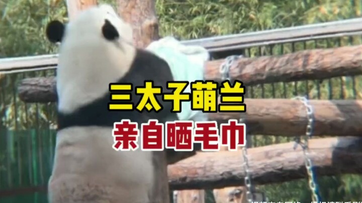 Xizhimen's Third Prince Menglan finished eating bamboo shoots and dried her towel herself