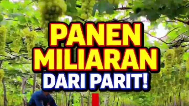 Panen Miliaran Dari Parit!