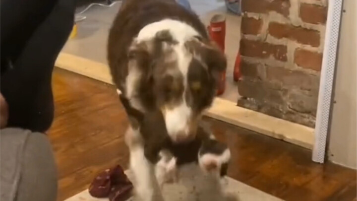 Doggy tells you just how annoying being a mom really is