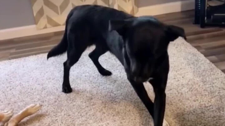 Does adding “little” in front of a word instantly make it super cute?