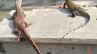 Varanus panoptes & varanus jobiensis