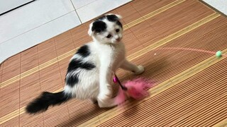 My Kitten Plays with Toy by Himself - Cutest Kitten Ever!!